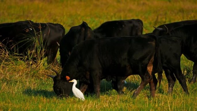 与牛白鹭 (Bubulcus ibis) 在田间的Camargue牛 (Bos taurus)