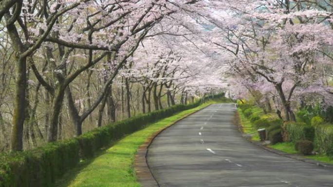 樱桃树和道路。樱花拱门