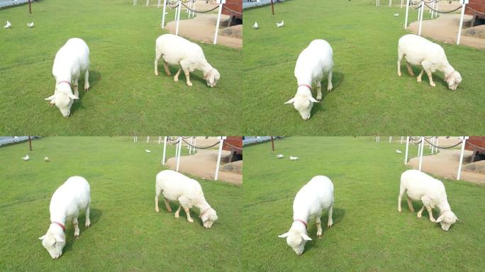 白色美利奴绵羊在农场的草地上觅食