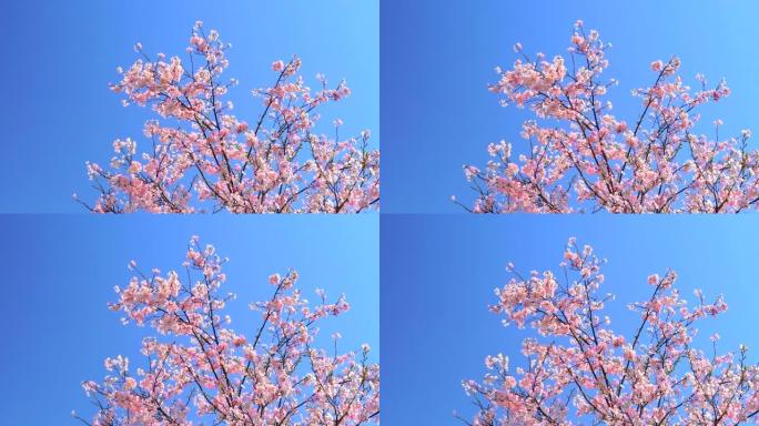 湛蓝的天空下樱花花枝树枝花朵花瓣粉花