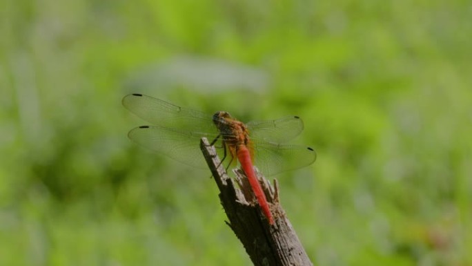 栖息在树枝碎木上的红色蜻蜓或沟渠宝石 (brachythemis contaminata)