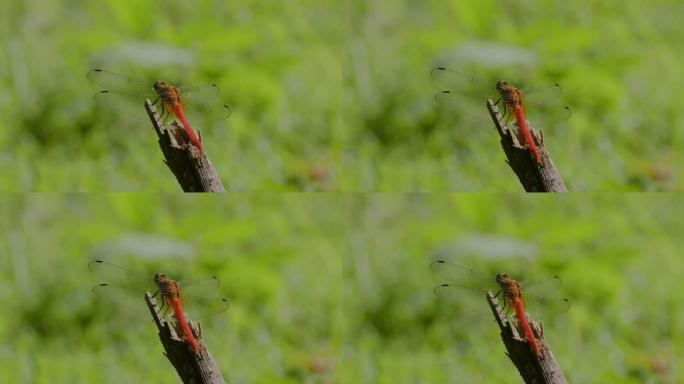 栖息在树枝碎木上的红色蜻蜓或沟渠宝石 (brachythemis contaminata)