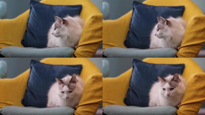 沙发上的布娃娃猫