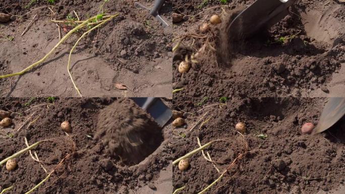 白土豆收成很差。铲子从花园土壤中挖出马铃薯块茎。贫瘠的土壤。今年又小又坏的土豆