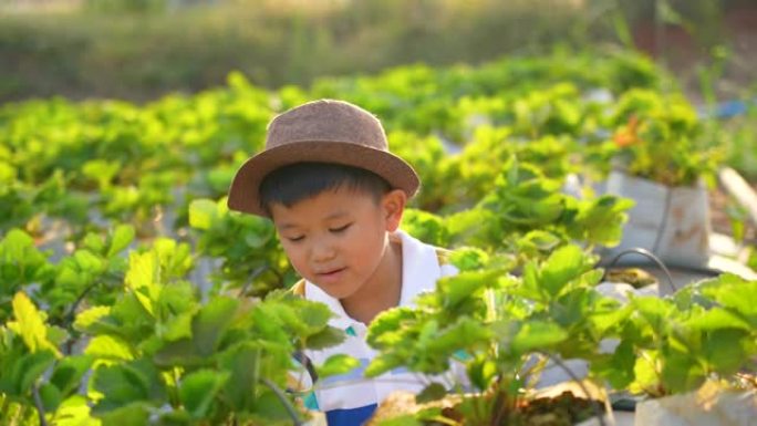 亚洲男孩在草莓农场学习生态