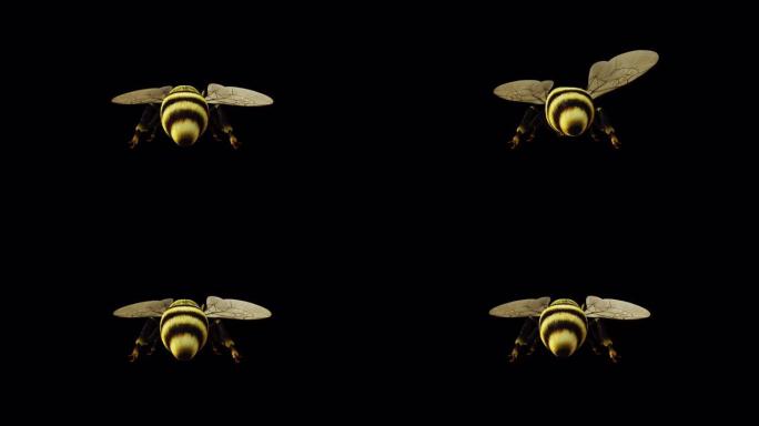 蜜蜂后视图