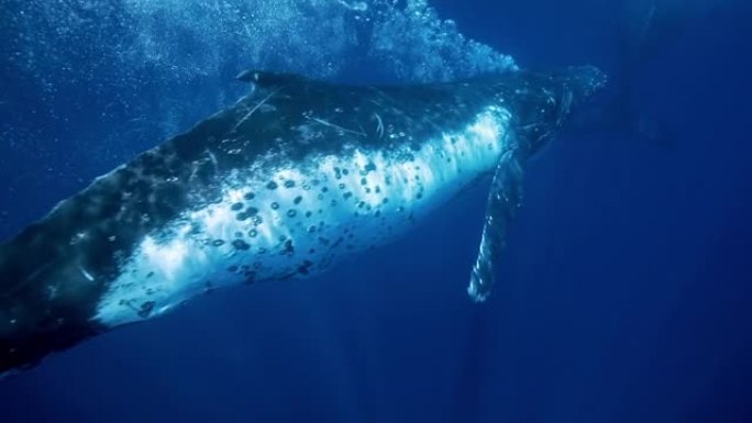 座头鲸在清澈的蓝色海洋中游过气泡