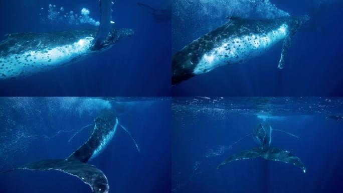 座头鲸在清澈的蓝色海洋中游过气泡
