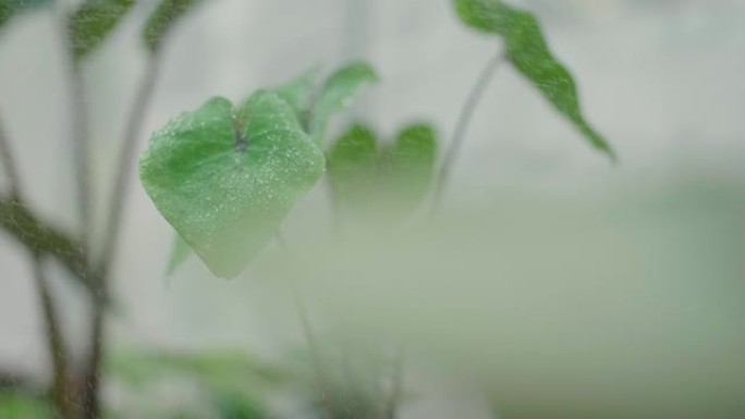 水雾充满小水滴落在绿叶上。