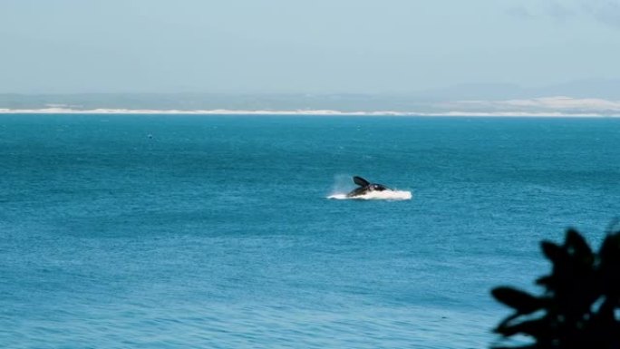 南露脊鲸违反了Hermanus海岸线-陆上鲸鱼观赏