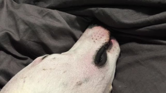 有趣的狗视频，白色的鞭打小狗在睡梦中打鼾。