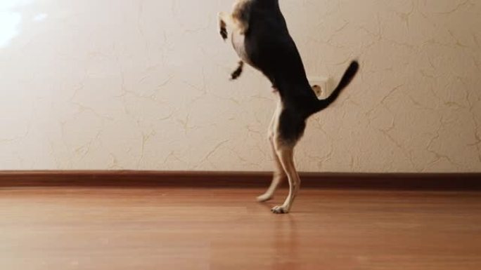 狗跳舞，旋转，挥舞爪子