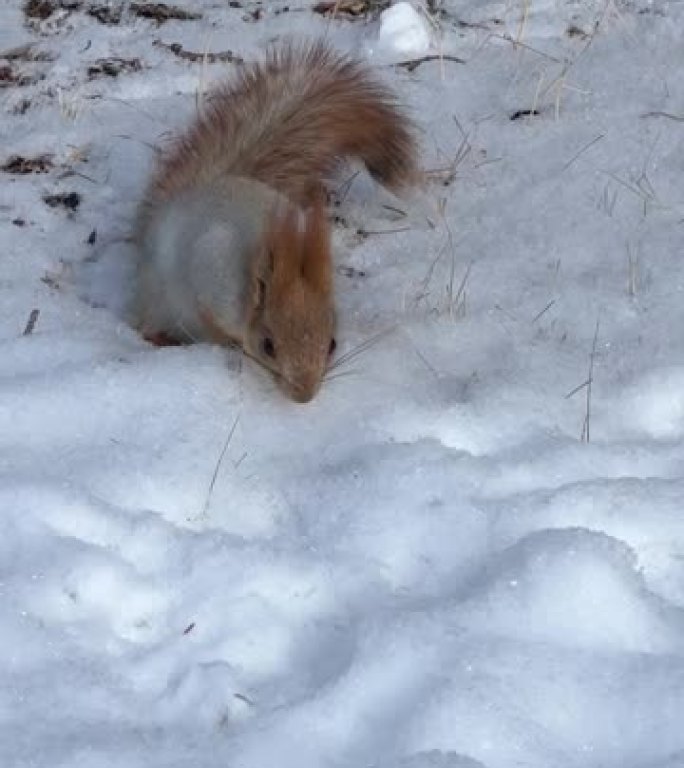 白雪皑皑的森林里可爱的松鼠