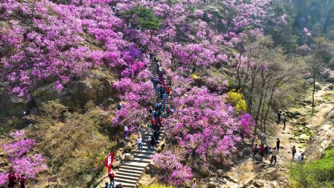 4K航拍 大珠山 杜鹃花会