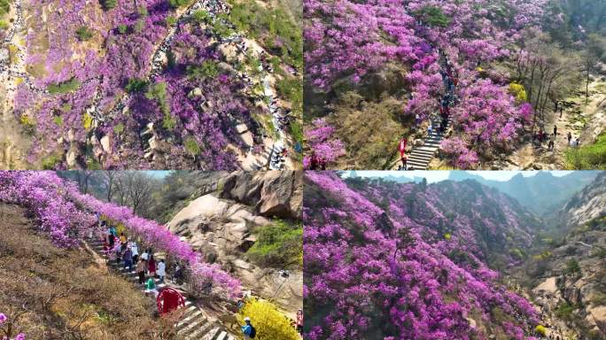 4K航拍 大珠山 杜鹃花会