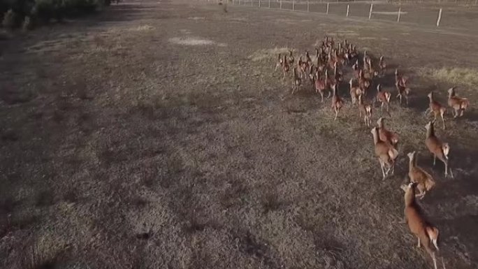 一群of鹿逃跑了，鸟瞰图。