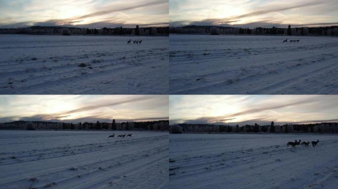 一群鹿在日落时在白色的田野里奔跑。从无人机上看。
