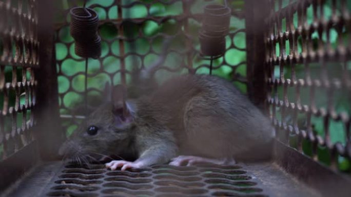 毛茸茸的啮齿动物老鼠被老鼠陷阱困住了