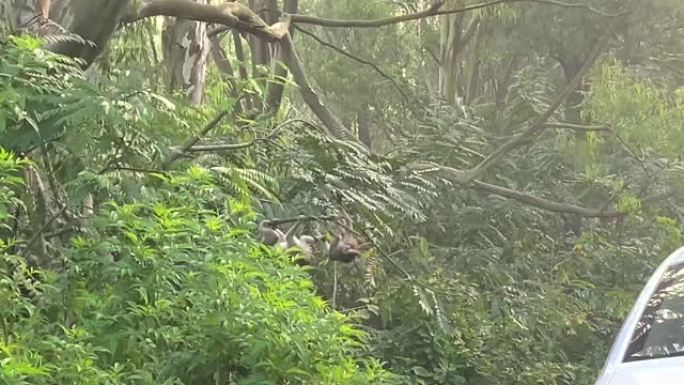两只普通松鼠猴 (Saimiri sciureus) 在树枝上玩耍