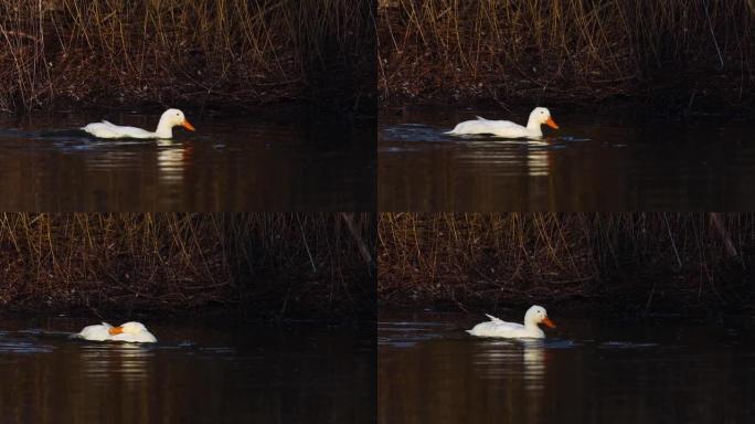 在湖中游泳的白鸭慢动作