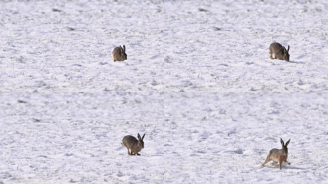 一只棕色的野兔在美丽的雪域里奔跑