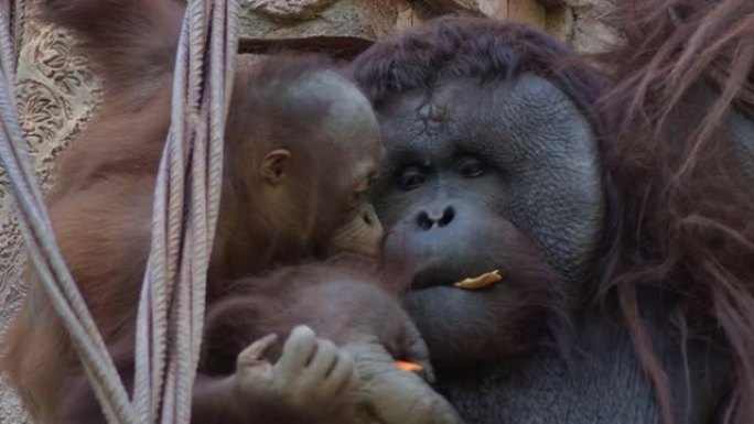 雄性猩猩猴子吃水果-Pongo pygmaeus