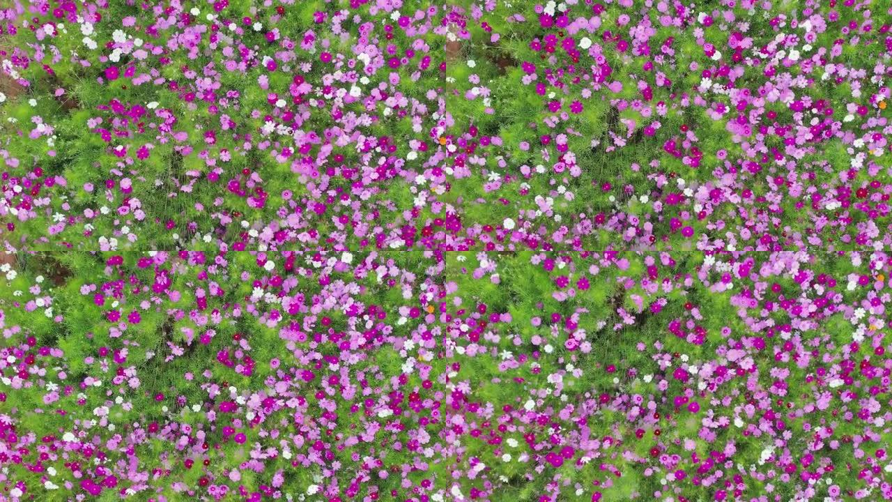 用无人机拍摄的粉红色宇宙花园