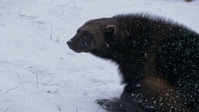冬季在雪原上行走的金刚狼 (Gulo gulo) 的特写镜头