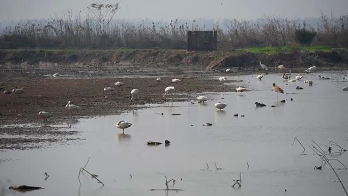 江西南昌鄱阳湖池塘里的白鹭和鹅