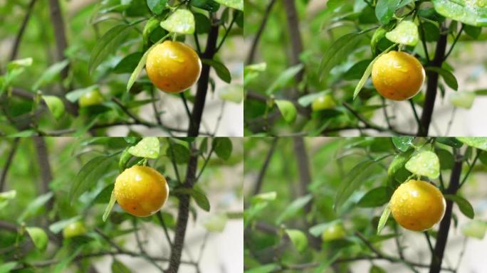 新鲜金橘，树上有水滴，视频有支持音频，鸟鸣和喷洒肥料周围