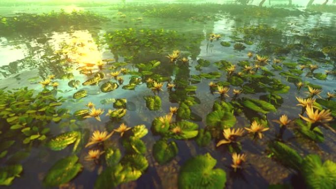 3D动画中的湖中黄百合