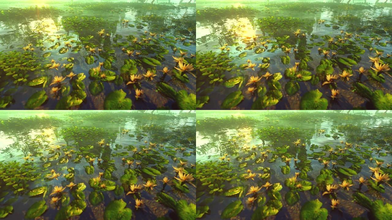 3D动画中的湖中黄百合