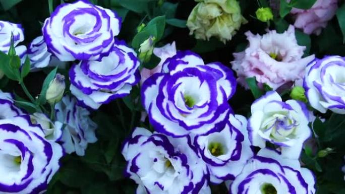 美丽的蓝白色玫瑰盛开在花园中的早晨高清视频
