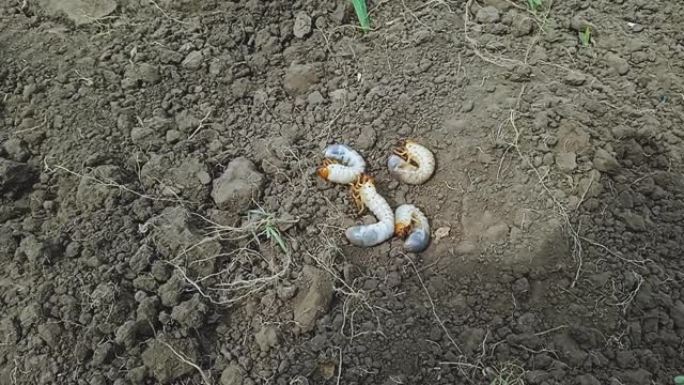 金龟子幼虫，害虫破坏地下植物。吃马铃薯灌木的根
