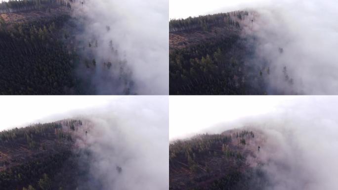 针叶林从紧贴低地的不透水晨雾中崛起。在未触及的景观上鸟瞰图。4k视频。捷克共和国