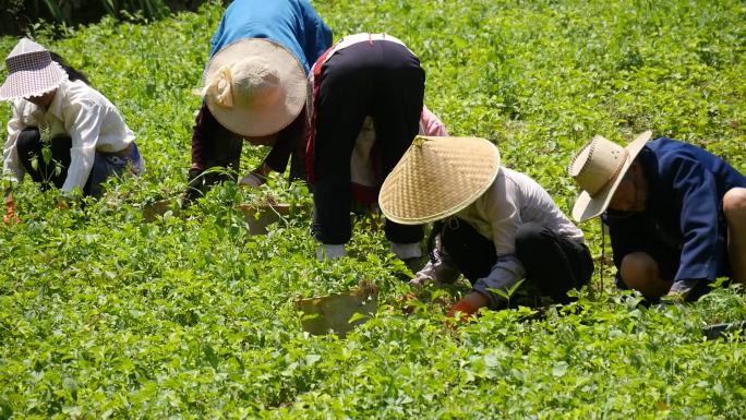 农民种植 除草 种地