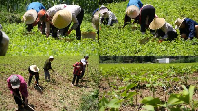 农民种植 除草 种地