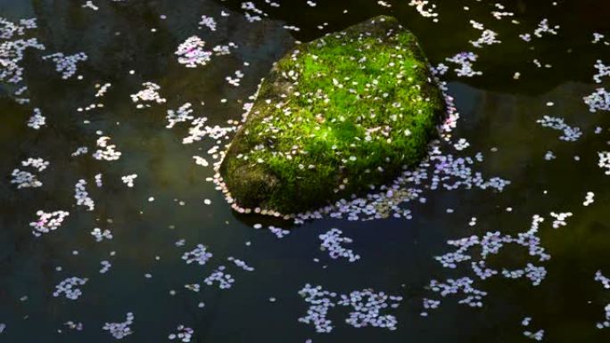 漂浮在池塘上的樱花花瓣