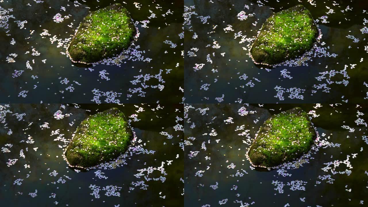 漂浮在池塘上的樱花花瓣