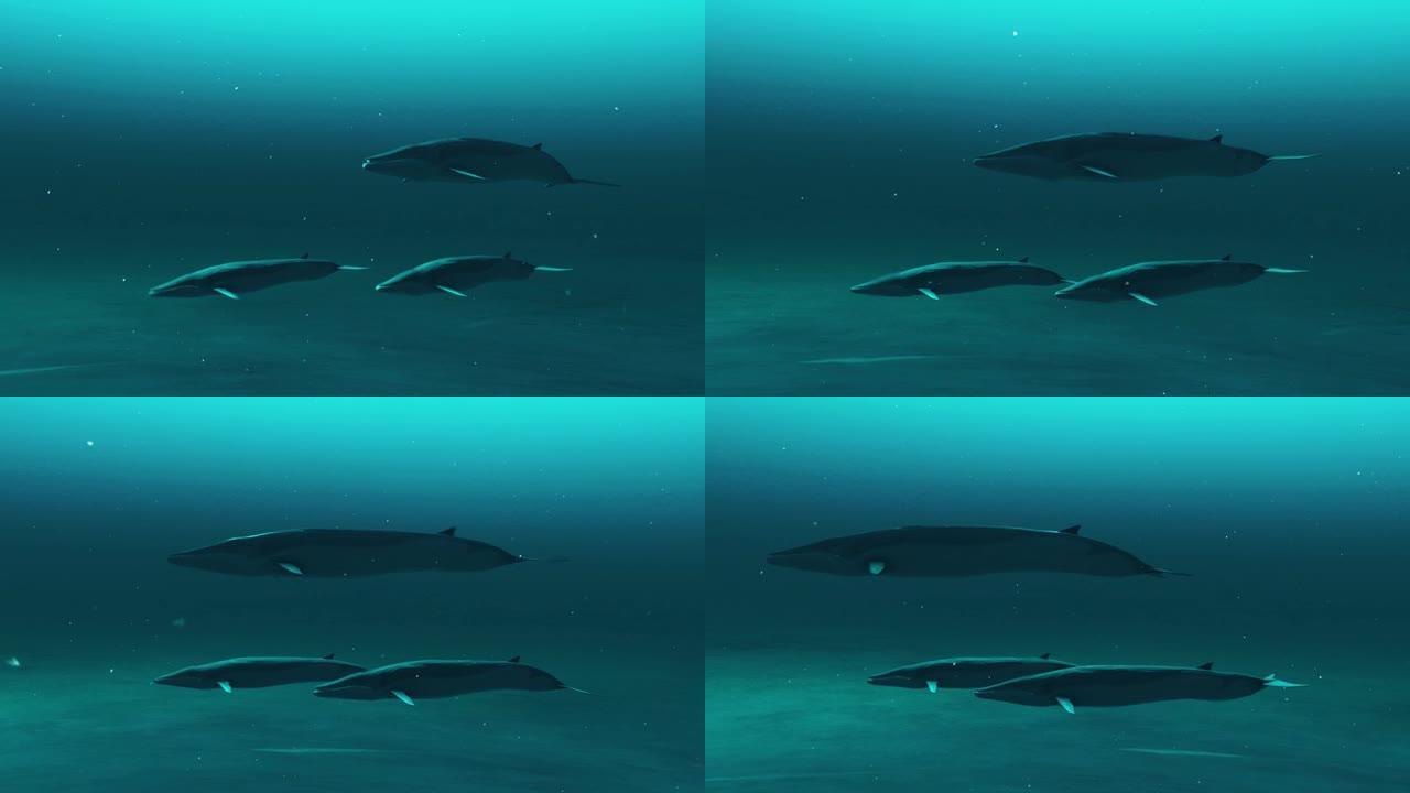一群rorqual鲸鱼在水下游泳的动画