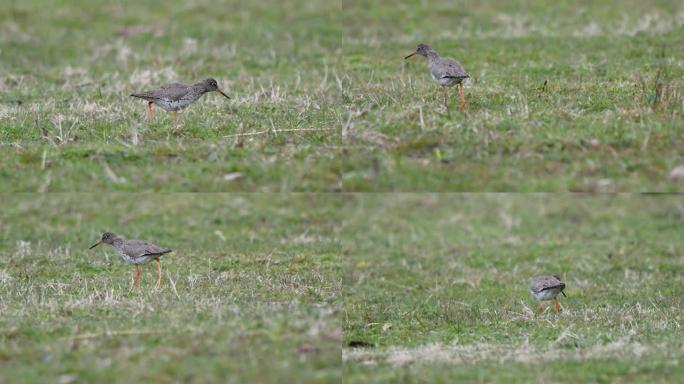 在荷兰的草沼泽地区觅食的红腿鸟的慢动作