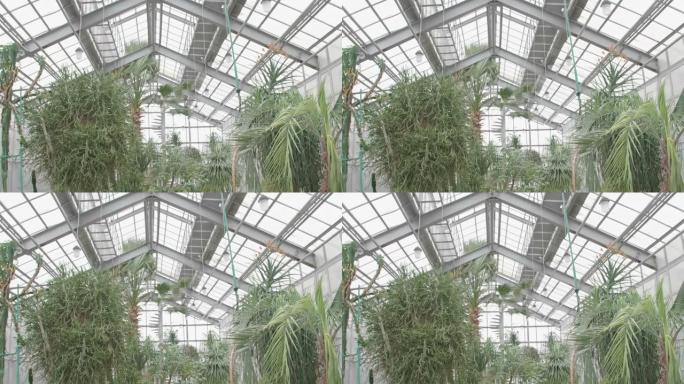 植物园中的热带植物特写。玻璃穹顶下的冬季温室。榕树和棕榈树生长在气候恶劣的温室里