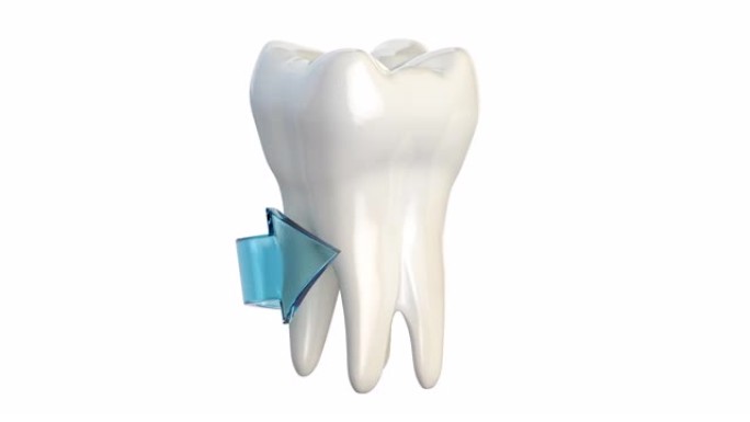 牙齿旋转，行隔离在白色上。牙齿保护和新鲜牙齿概念。