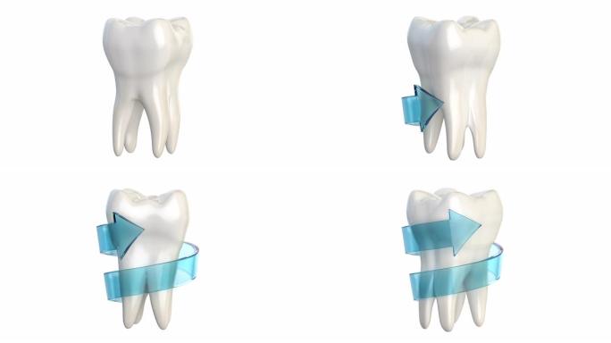 牙齿旋转，行隔离在白色上。牙齿保护和新鲜牙齿概念。