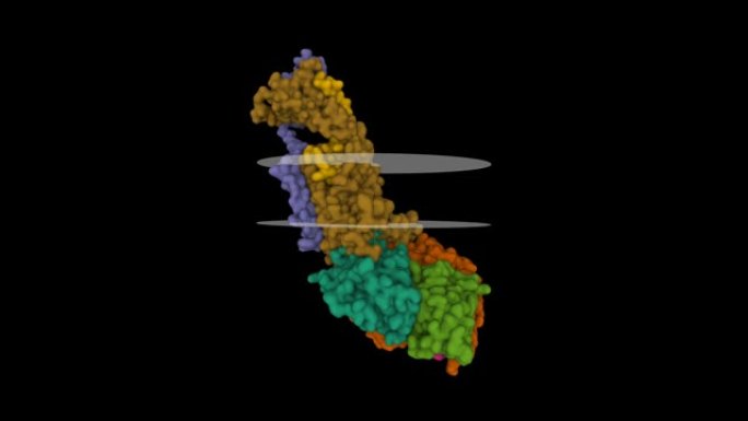 具有肾上腺髓质素肽 (浅棕色) 的活性肾上腺髓质素1受体g蛋白复合物的结构，推定膜显示