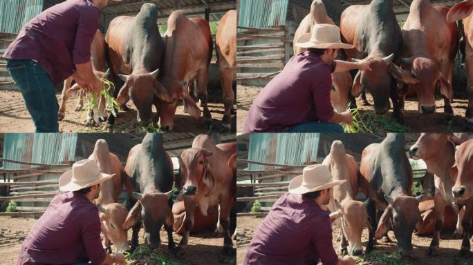 高加索男性农民用干草喂养婆罗门牛。