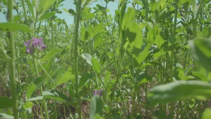 绿色植物生长在农田里