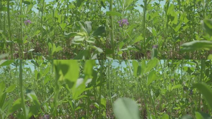 绿色植物生长在农田里