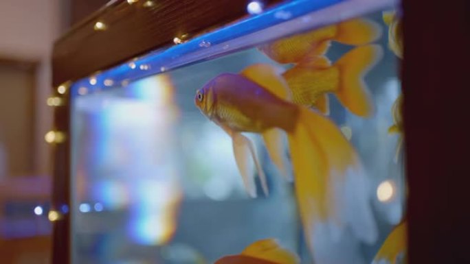 金鱼。行动。一条鱼在水族馆里游泳。水族馆鱼在水中飞溅