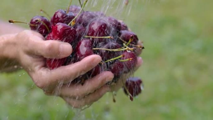 有机花园的收获。女人用手用水洗樱桃。樱桃浆果的新鲜收获。农民用水清洗新鲜的有机彩色樱桃浆果，特写浆果